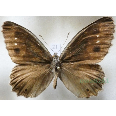 Hipparchia statilinus (Hufnagel, 1766) male Skalnik statilinus Hungaria21